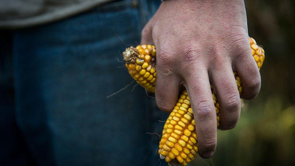 Corn harvest