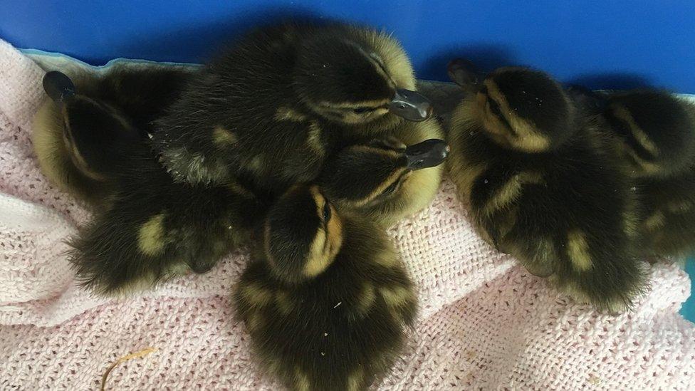 Ducklings