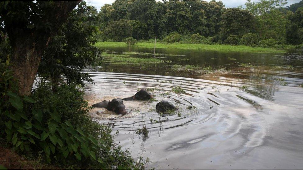 Elephants crossing