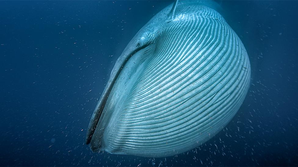 Blue whale