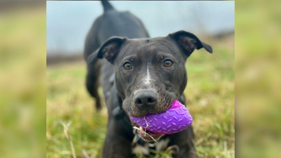 A black lurcher cross dog looks at the camera holding a purple chew toy in its mouth. 