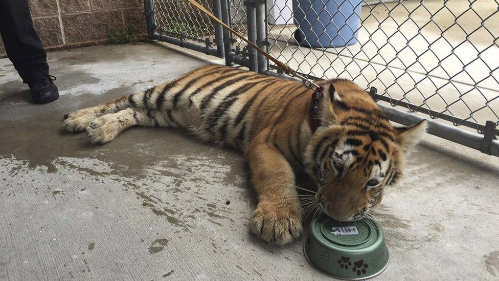 Young female tiger lays in a pen of the Conroe Police Department