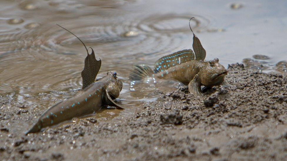 mudskippers