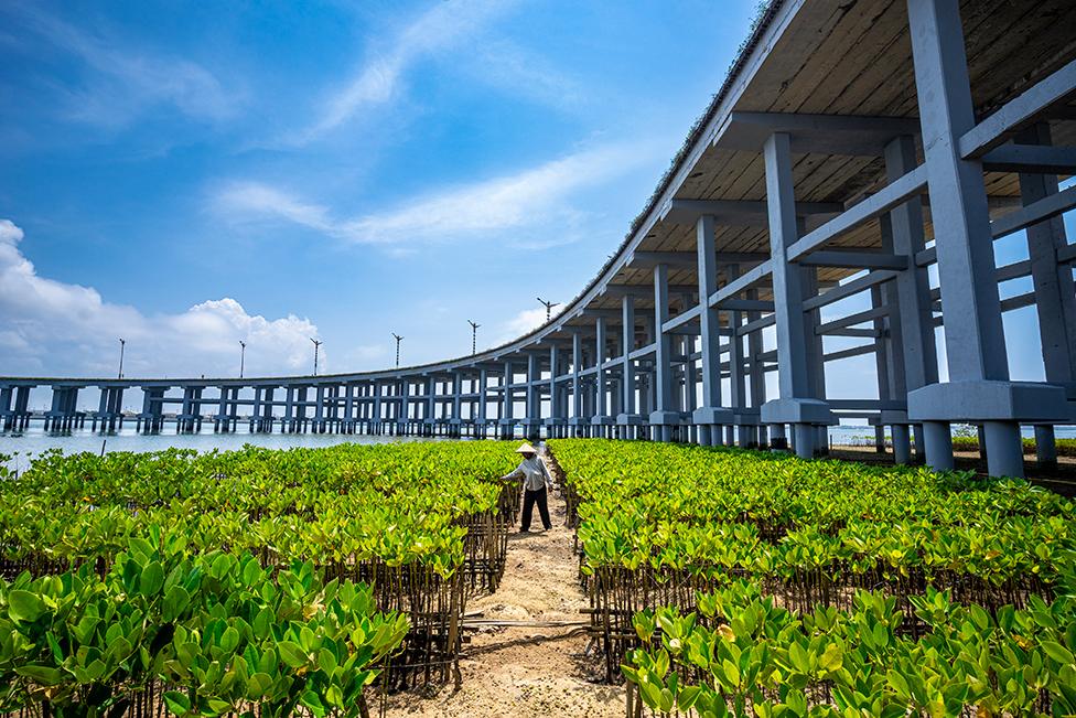 Mangrove trees beneath the Bali Mandara Toll Road