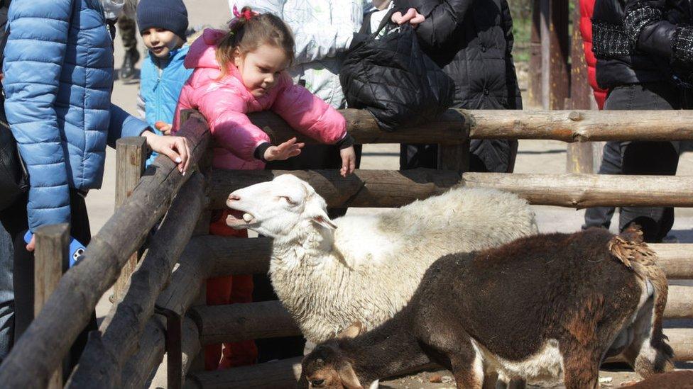 child-petting-animals.