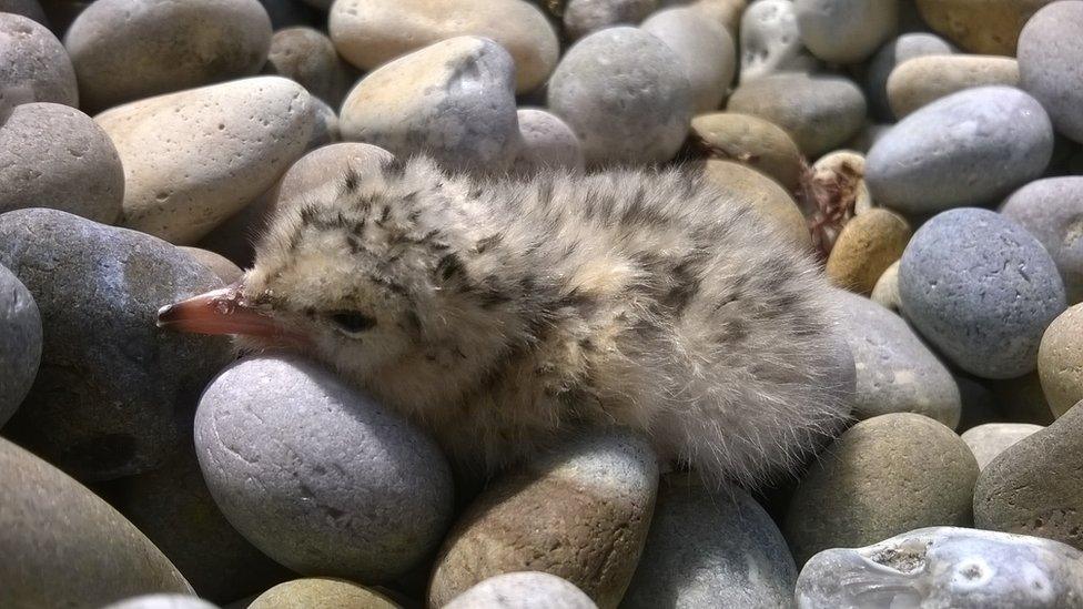 Little Tern