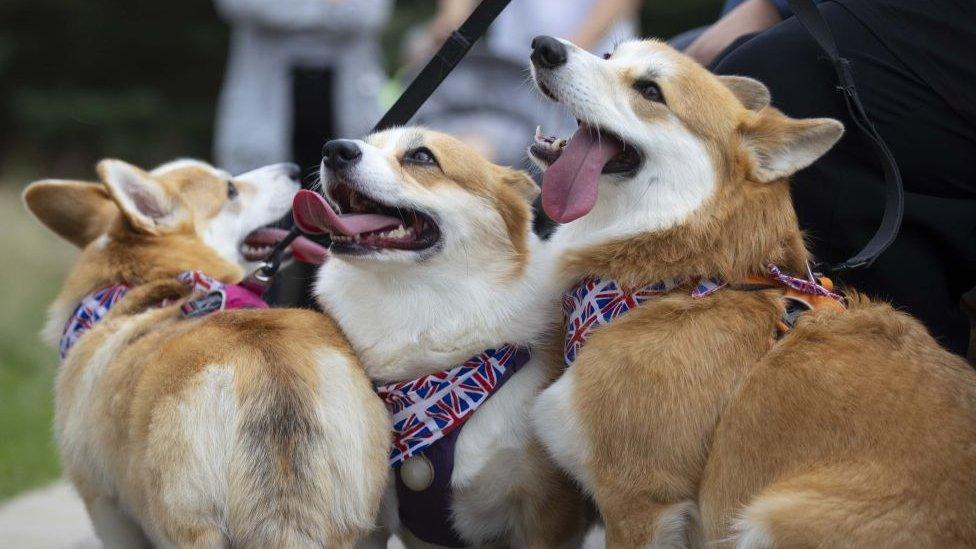 Corgis wearing Union Jack neckerchiefs.