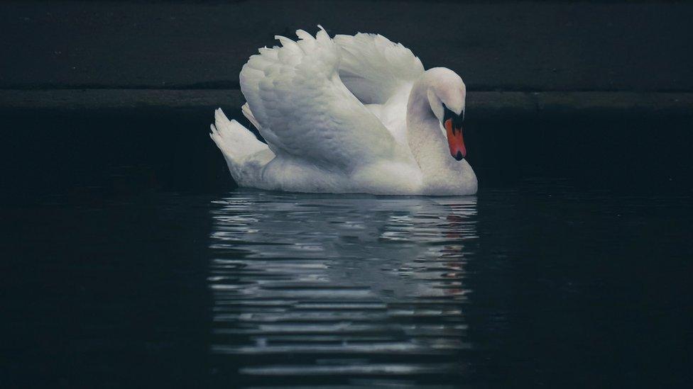 A swan on the water in St George Park in Bristol