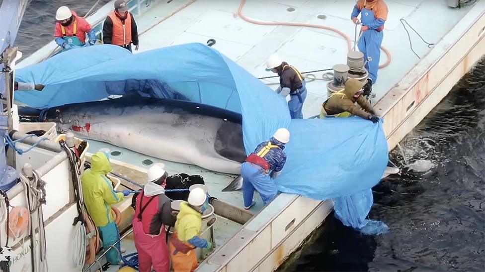 The fishermen cover the dead whale on the boat