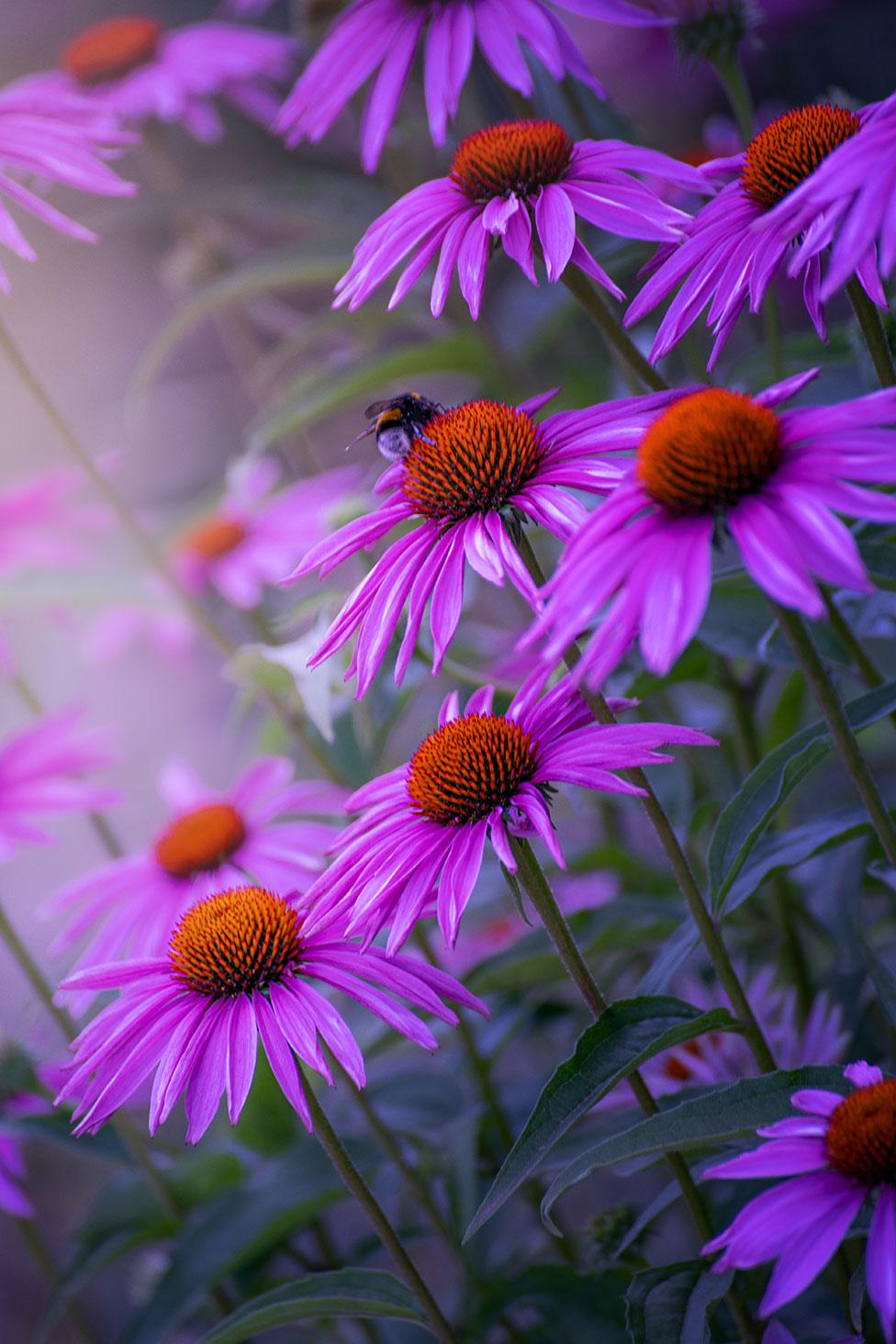 Purple flowers with a bee on one of the flowers