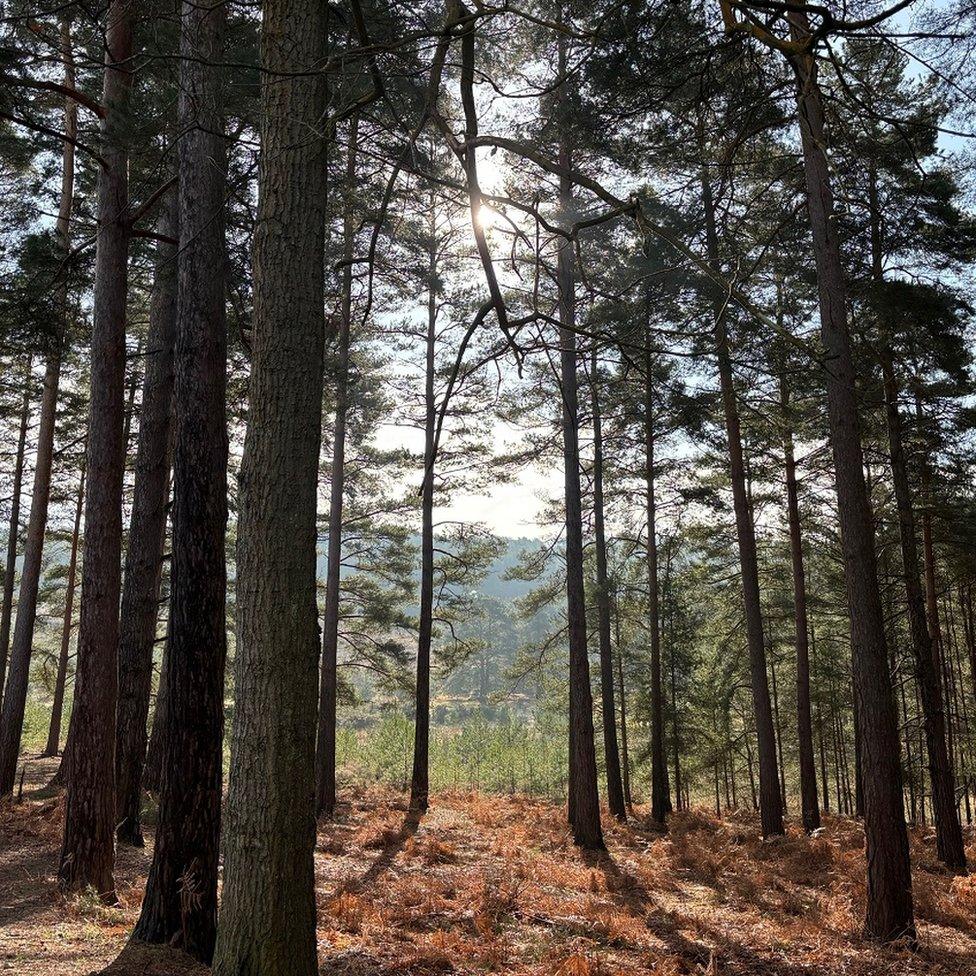 SATURDAY - Swinley Forest, Bracknell