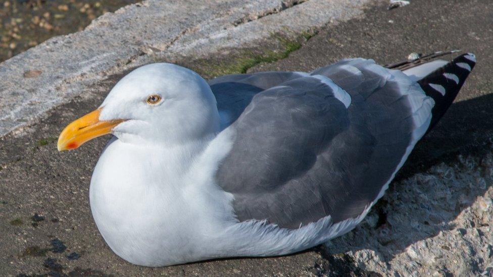 Seagull