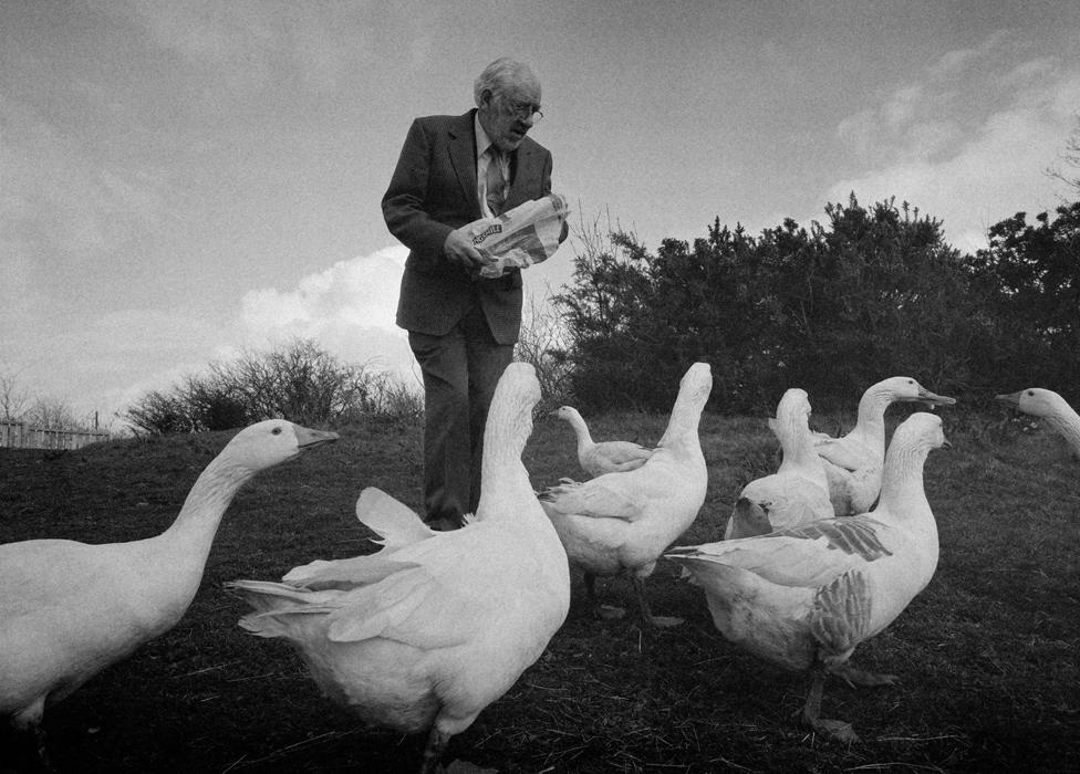 Man feeding geese