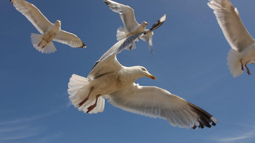 A flock of gulls