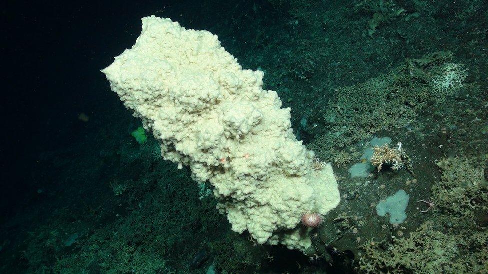 A glass sponge covered in feather stars