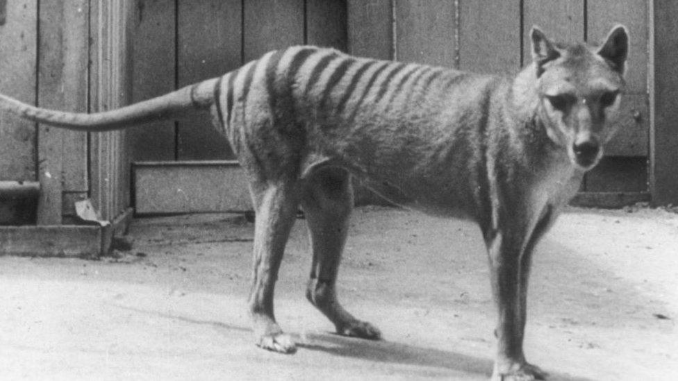 Image shows Tasmanian Tiger