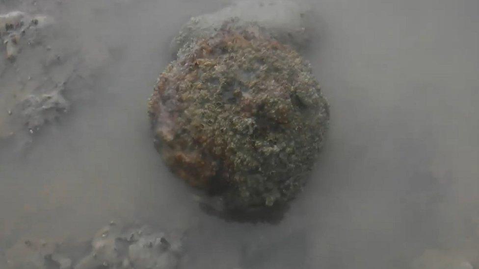 Canon ball in the mud