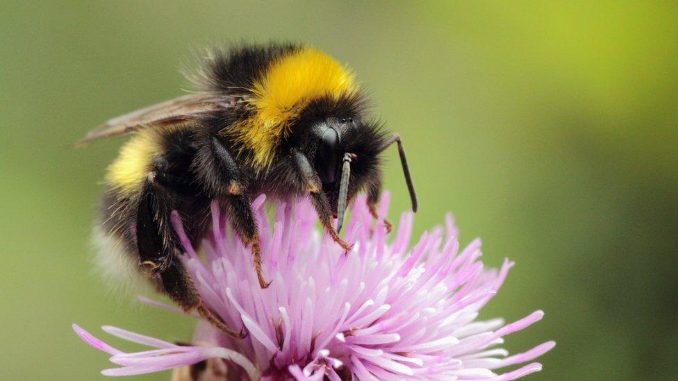 A bumblebee on a thistle