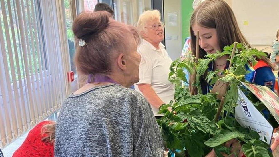 Tomato plants handed out