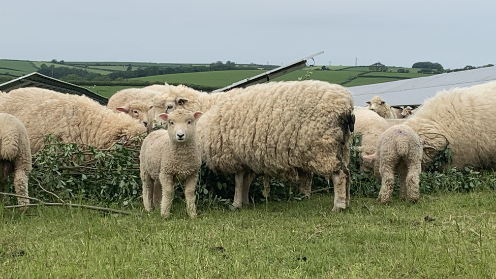 Sheep in field