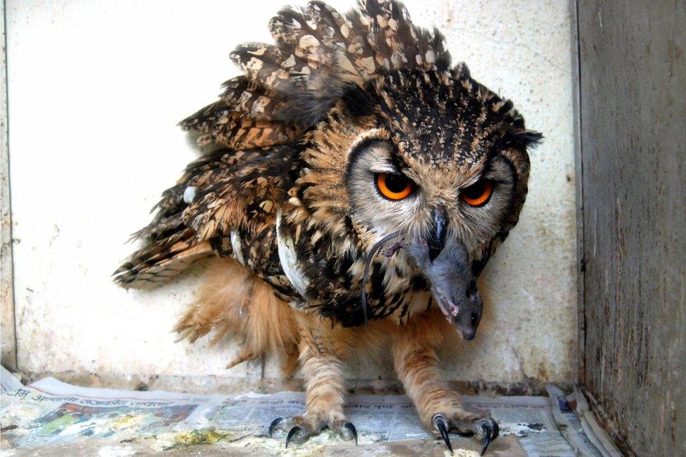 A Eurasian owl rescued in August 2012 catches a mouse in it's beak