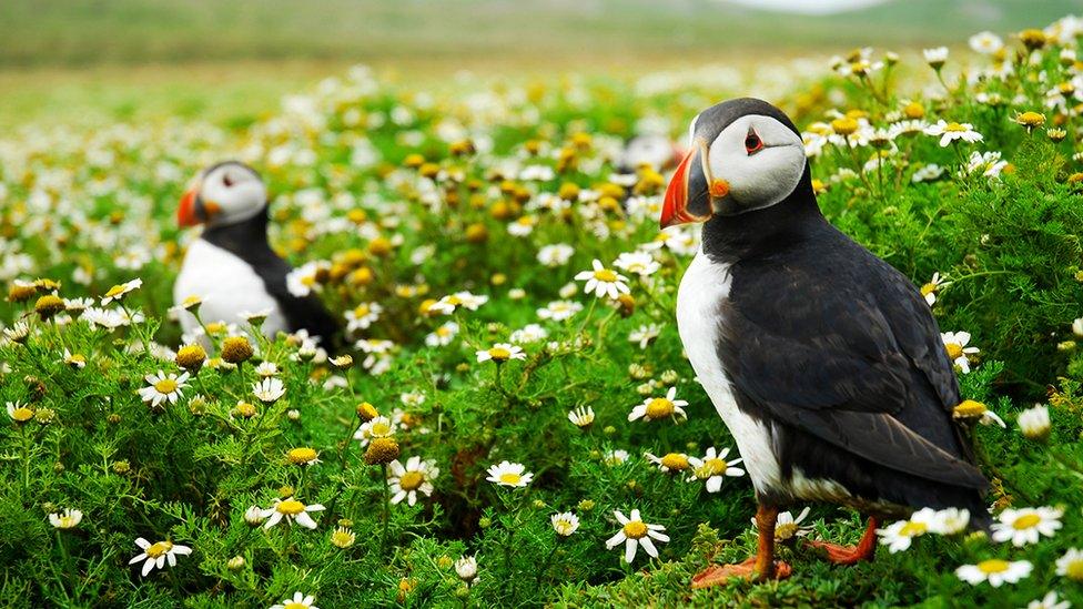 Puffins on Skomer Island in Pembrokeshire