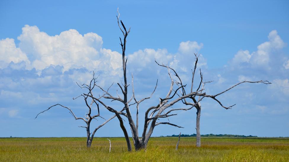 skeleton of a submerged oak tree