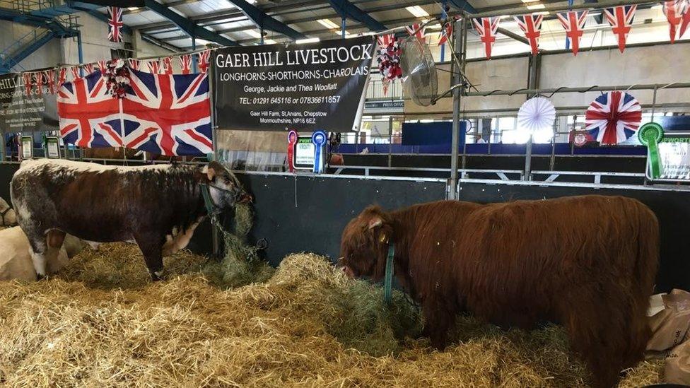 Cows laying down in a barn at the Royal Bath and West Show