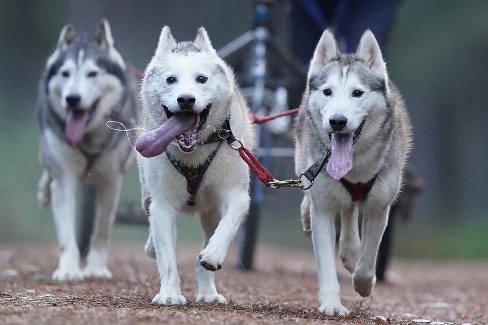 Sled dog rally