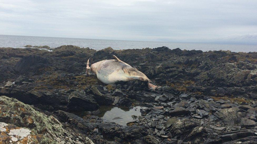 The whale carcass