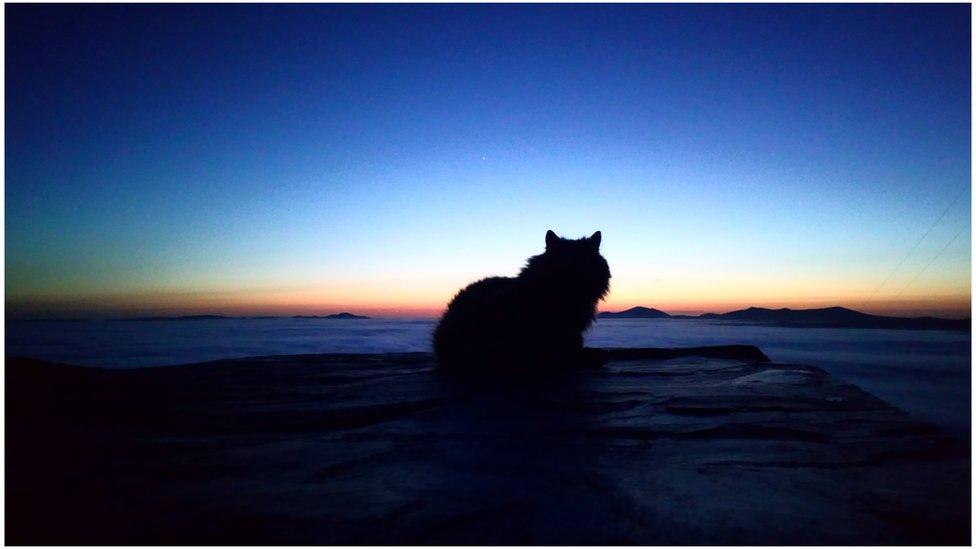 Cat looking over a sunset at Harlech