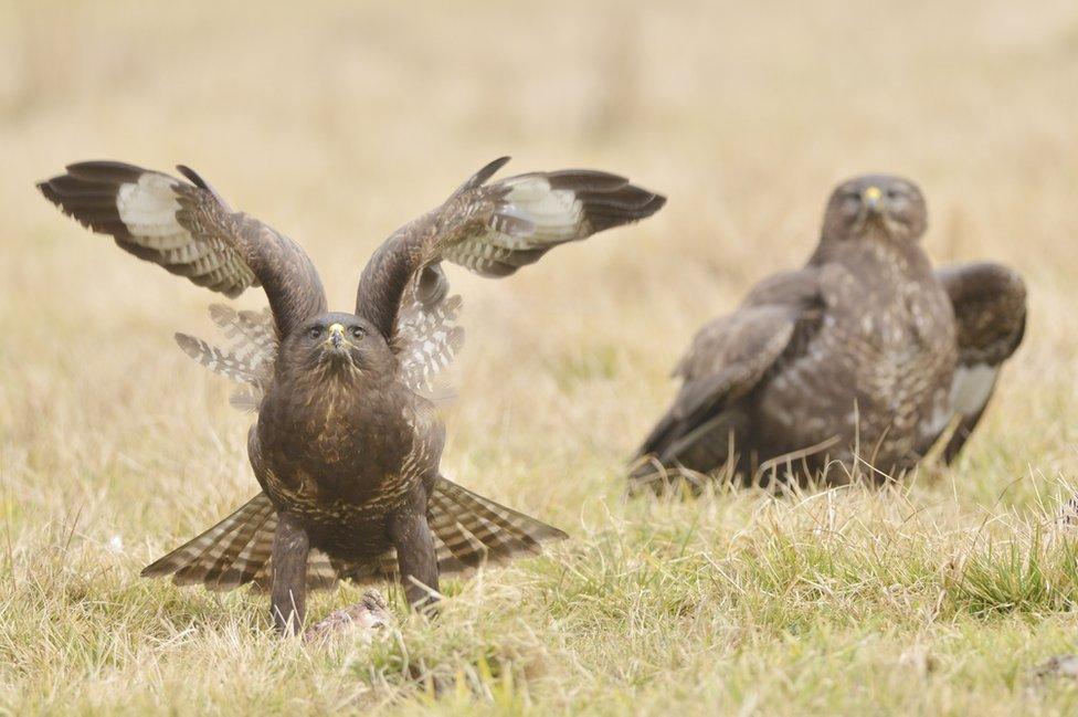 Two buzzards on grass