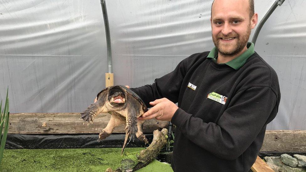 Turtle pictured with Andy Ferguson, zoo manager at the Lincolnshire Wildlife Park