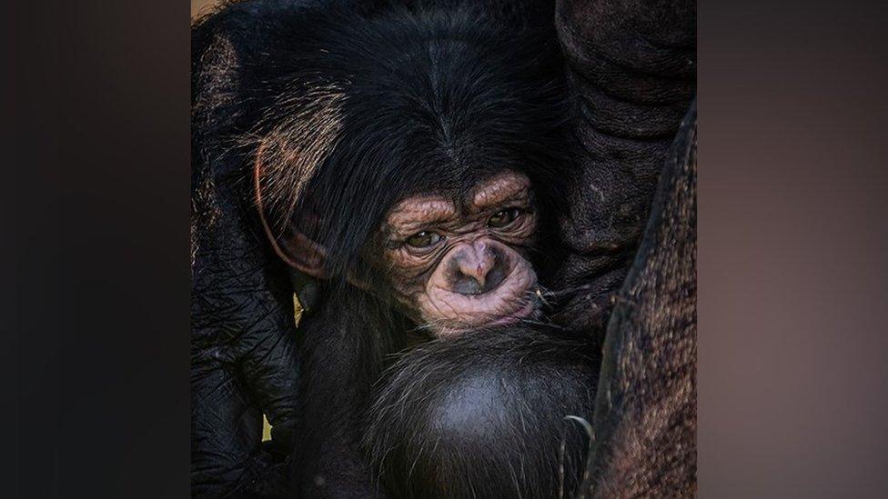 Rare baby chimpanzee