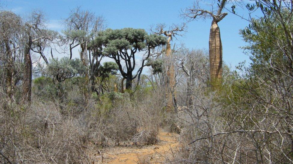 Dry forest of Madagascar