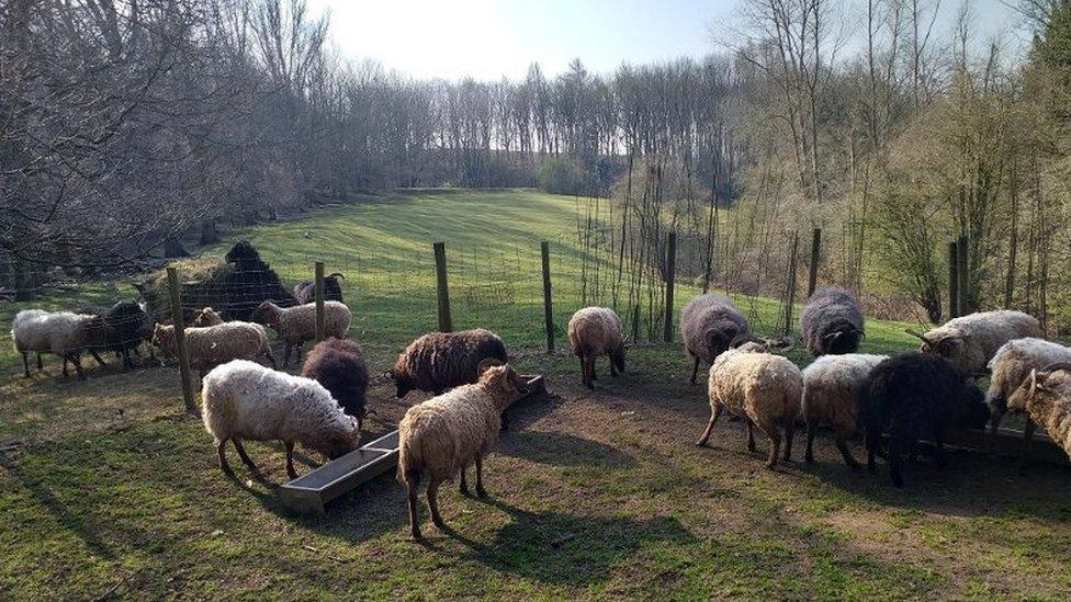 Sheep in paddock