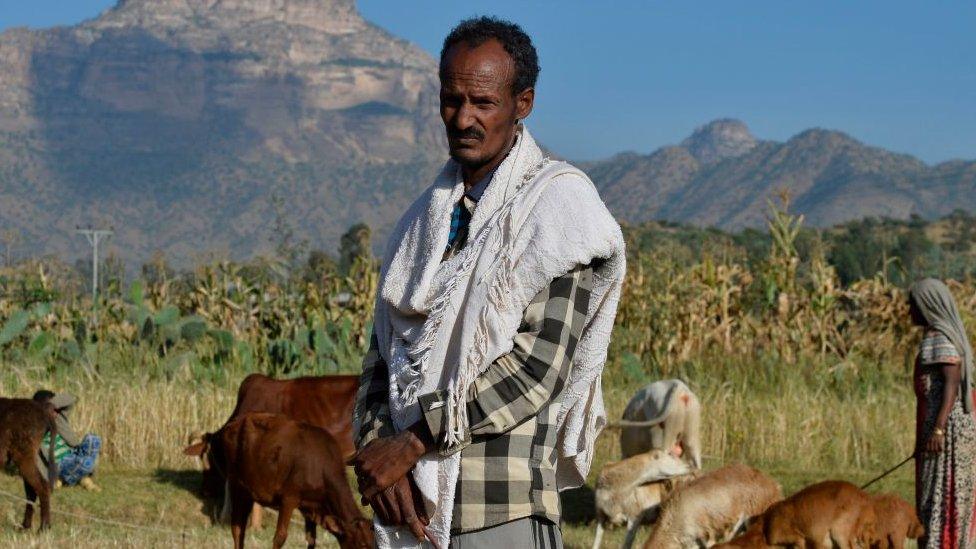 An Ethiopian farmer looks after cattle on his farm land close to Adigrat, Ethiopia - 2019