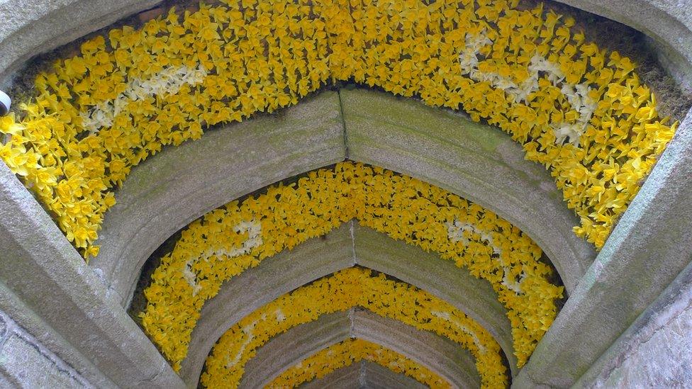 Daffodil arch