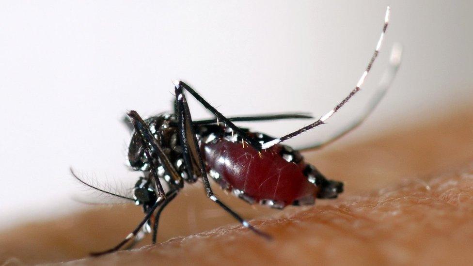 Asian Tiger Mosquito