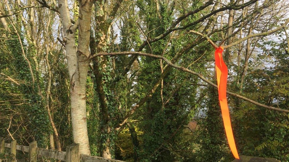 A marked tree in Carmarthen on Bronwydd Road