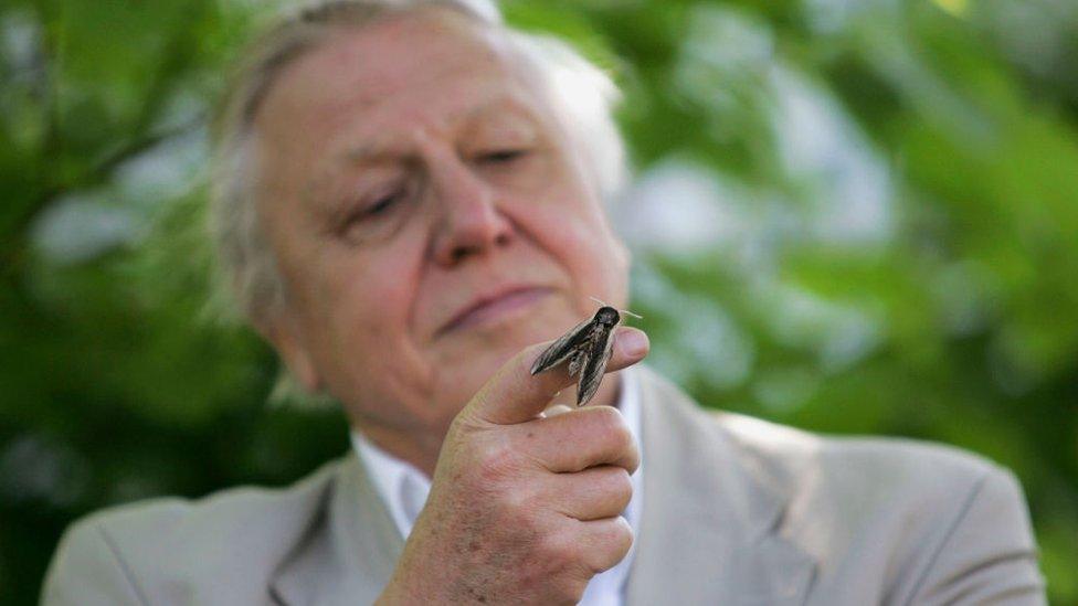 david-attenborough.