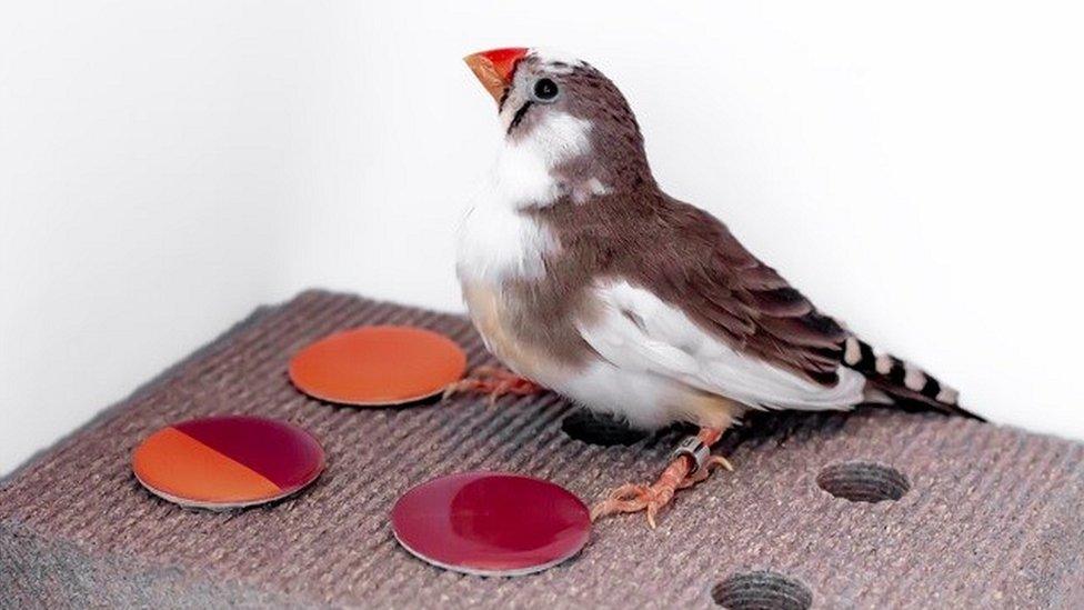 Zebra finch in colour perception experiment