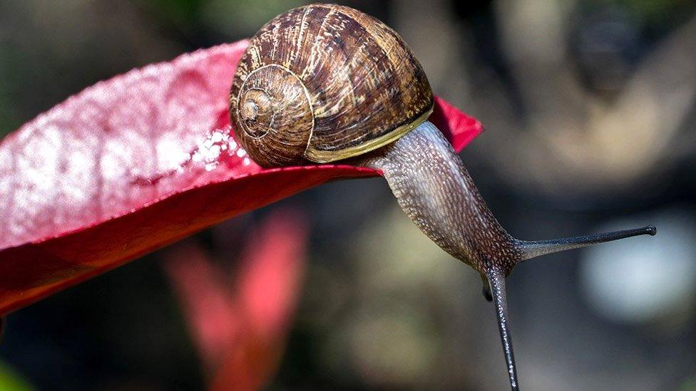 Snail on a leaf