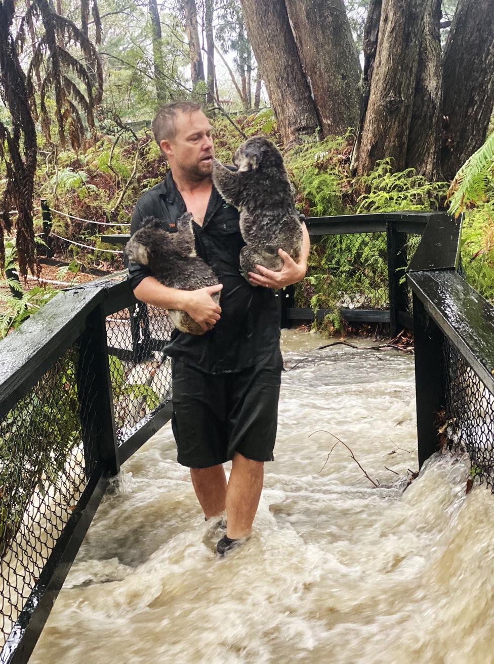 A staff member carrying koalas during a flash flood at the Australian Reptile Park in Somersby, north of Sydney. 17 Jan