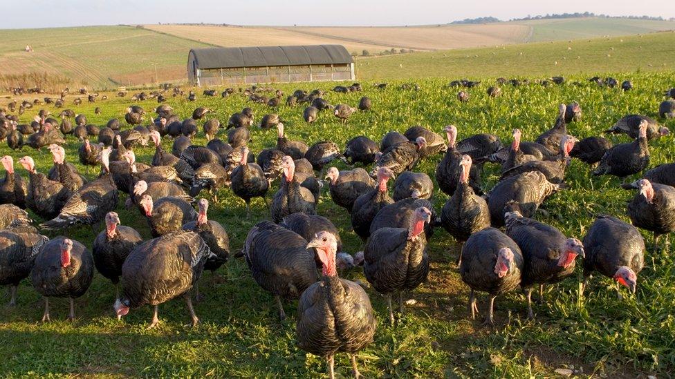 Stock image of turkeys on a farm