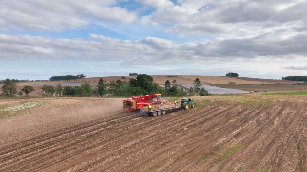 Potato crop