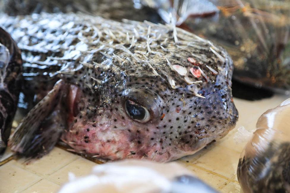 Fish at fish market