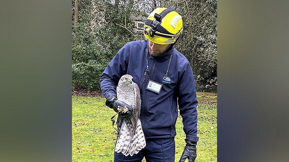 Firefighter with rescued goshawk