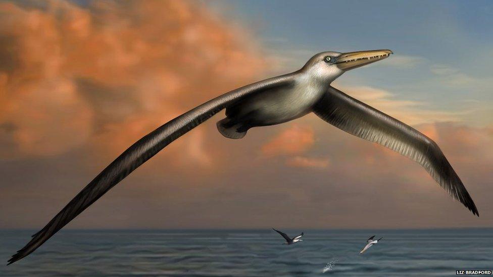 Artist impression of Pelagornis sandersi