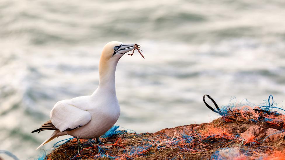 A gannet with plastic material